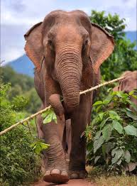 Profile for Trunks Up