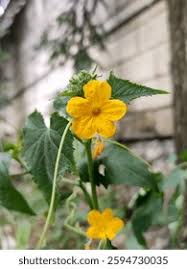 Image result for male flowers cucumber
