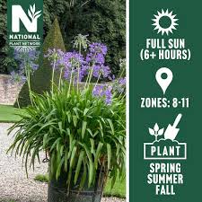 Image result for Agapanthus codii