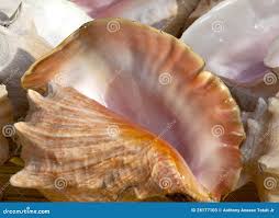 The Queen Conch | Visit Turks And Caicos Islands
