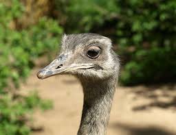 Kiwi Emu Birds That Cannot Fly Animal Big Bird Bird Flightless Bird Rhea Bird Rheidae Rhea Bird Flightless Bird Birds