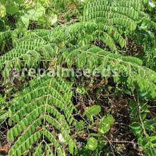 Image result for Guilandina bonduc