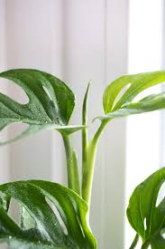 Die Monstera Adansonii Sieht Ihrem Grossen Bruder Der Monstera Deliciosa Zwar Nur Minimal Ahnlich Verhalt Sich Aber Ziemlich Glei Pflanzen Monstera Luftwurzeln