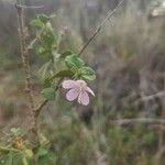 Image result for Hibiscus meyeri