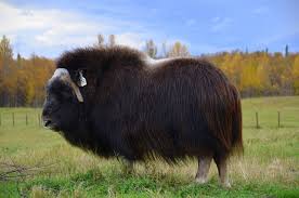 Animals exhibiting signs and symptoms of distress should be seen by a veterinarian immediately. 30 Unique Looking Animals Covered In Hair