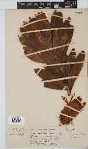 Image result for Orthochilus milnei