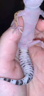Seiring dengan perkembangan waktu dan indonesia mencapai kemerdekaan, muhammad arief sebagai pencipta lagu. Gender Of Baby Gecko Bulges But No Prominent Femoral Pores Leopardgeckos