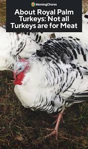 The report notes that poultry producers in the region recorded little growth in 2020, compared to the previous year, with the exceptions of behemoths brf and jbs. About Royal Palm Turkeys Not All Turkeys Are Just For Meat