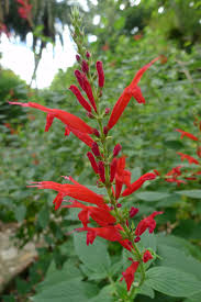 Image result for Syncolostemon canescens