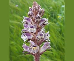 Image result for Orobanche