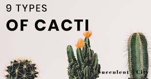 The most popular plant living in the desert is cactus. 9 Types Of Cacti For Succulent Lovers Succulent City