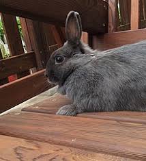Maybe you would like to learn more about one of these? Pet Wikipedia