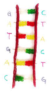Make A Candy Dna Model | Stem Activity