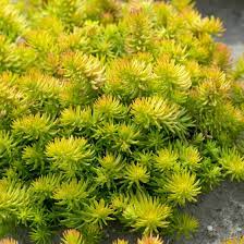 Your sedum stock images are ready. Angelina Sedum Stonecrop High Country Gardens
