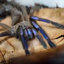 Image result for Blue Lightning 2005 Spider
