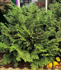 Image result for Tephrosia nana