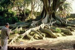 Ficus elastica seems to be the most common ficus in home floriculture. Outside Rubber Tree Roots Ruining Yard Stop Before It Hits Concrete