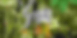 Expedition from Callao to Belem with HANSEATIC nature