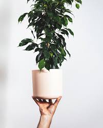 Image result for Ficus variifolia