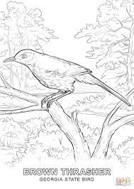 Click The Georgia State Bird Coloring Pages To View Printable Version Or Color It Online Compati Flag Coloring Pages Bird Coloring Pages Flower Coloring Pages