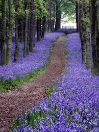 English Bluebells Blue Bell Flowers English Bluebells Beautiful Gardens