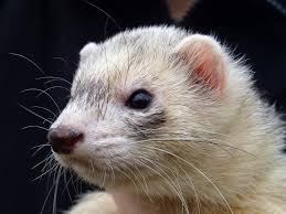 See full list on beyondthetreat.com How Much Are Ferrets At Petsmart Average Cost