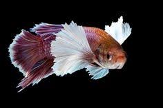 Betta Fish Tail Types Japanesefightingfish Org Betta Fish Types Betta Fish Tank Betta