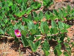 Image result for Harpagophytum zeyheri