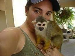 Awesome Baby Capuchin Monkeys For Sale Monkeys In Houston Tx Monkeys For Sale Squirrel Monkey Capuchin Monkey