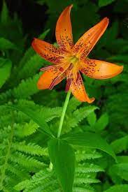 Behind The Name Meaning Origin And History Of The Name Lily Lily Day Lilies White Lilies
