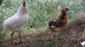 Proprietà e differenze con le altre uova; Lecce Galline Che Fanno Le Uova Azzurre E Color Cacao Sono Naturali Nascono Cosi Barinedita Testata Giornalistica Online