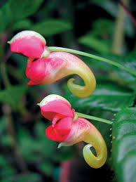 Image result for Impatiens stuhlmannii