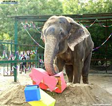 Raju Celebrates 4th Year Rescuversary Elephant Ride Elephant Elephant Lover
