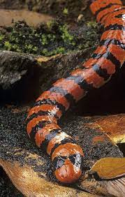 False Coral Snake Anilius Scytale This Is A South American Snake Scientifically Named Anilius Scytale And Included In Th Coral Snake Snake Beautiful Snakes