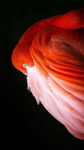 Enjoy and share your favorite beautiful hd wallpapers and background images. Apple Pro Phone Stock Wallpaper 02 1242x2208