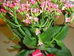 These plants are covered in sharp thorns about ½ inch long. Pink Blooming Succulent Is A Kalanchoe