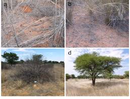 Image result for Schmidtia kalahariensis