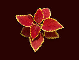 Image result for Coleus rhodesianum