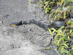 The world, as its name implies, takes place in a jungle inspired by giant land from super mario. Cave Dwelling Snake Orthriophis Taeniurus