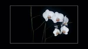 Happy Birthday Dear Orchid Youtube Find the best free stock images about happy birthday. happy birthday dear orchid youtube