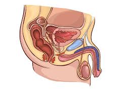 Learn this topic now at kenhub. Can You Get At Least 5 11 On This Male Reproductive System Quiz