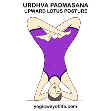 Pin By Linh Linh On Yoga Poses In 2020 Yoga Asanas Asana Lotus Pose