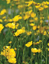 Ranunculus Farrer S Yellow Tesselaar Woodland Plants Yellow Flowers Ranunculus