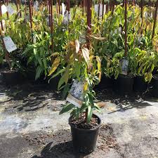 Image result for Clematis dolichopoda