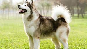 Standard, bronze, silver, gold, and platinum. Alaskan Malamute Rassebeschreibung Purina