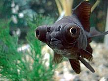 In this video i show you how to remove or trim a bubble eye goldfish of its bubbles. Telescope Goldfish Wikipedia