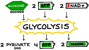 / cellular respiration in yeast doc. Cellular Respiration Definition Steps Equation Where Cellular Respiration Occurs Atp