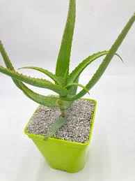 Image result for Aloe spicata