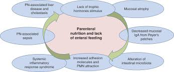 Enteral Nutrition Obgyn Key