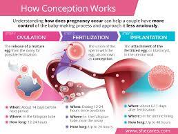 After about five days, the zygote will have made its way into the uterus. How Conception Works Ovulation Fertilization And Implantation